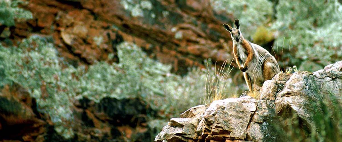 photo of yellow footed rock wallaby
