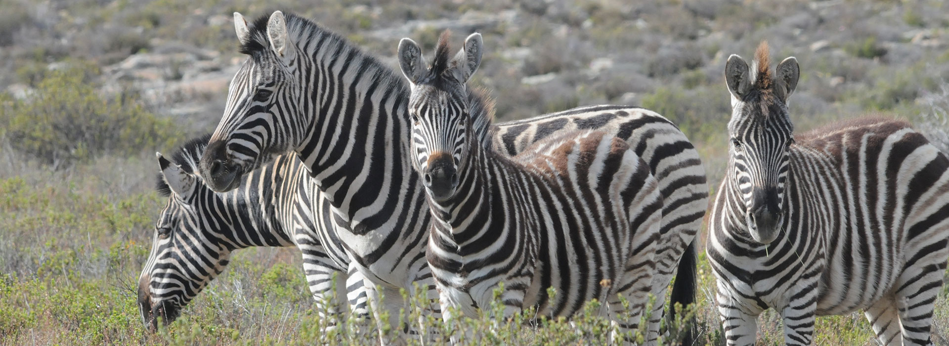 photo of zebras