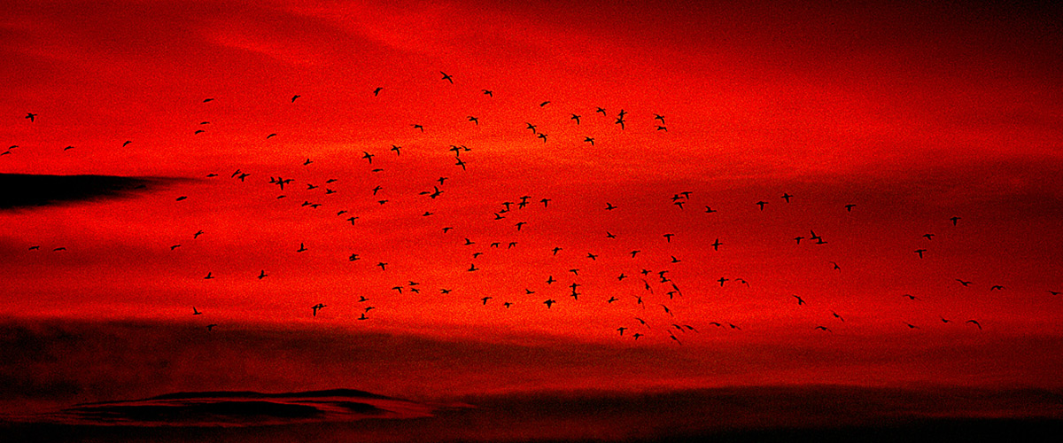 photo of birds at sunset
