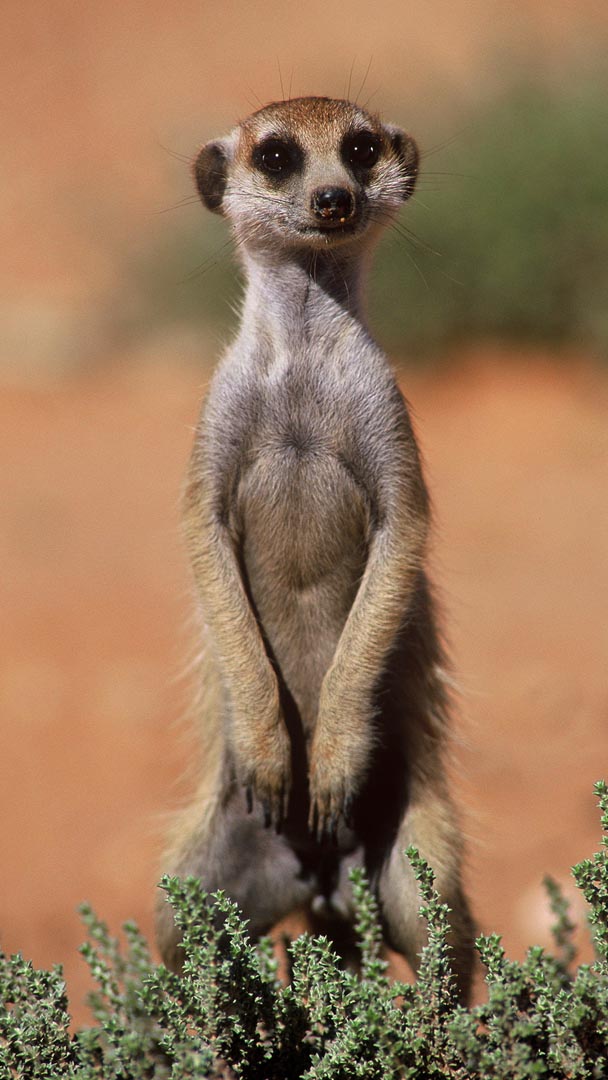 photo of meerkat