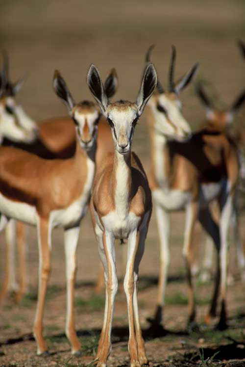photo of antelope
